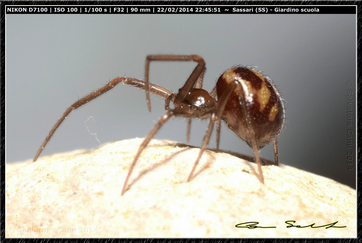 Steatoda grossa e Enoplognatha mandibularis - Sassari